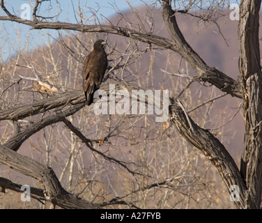 Aquila calva capretti Haliaeetus leucocephalus nella struttura ad albero Foto Stock