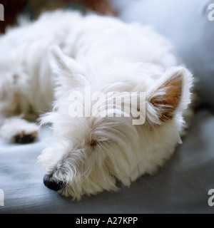 Un bianco West Highland terrier addormentato su un divano Foto Stock