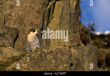 Falco pellegrino maschio su scogliere Foto Stock