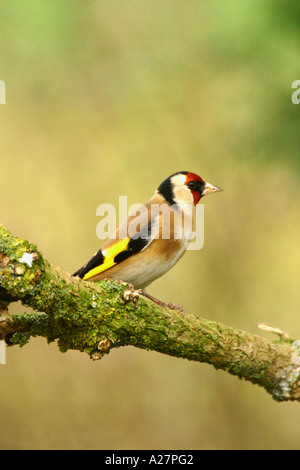 Unione cardellino carduelis carduelis su lichene ramo coperti Foto Stock