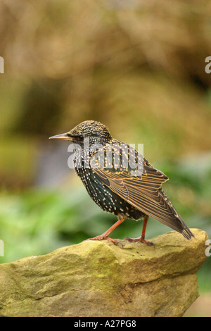 Starling sturnus vulgaris in piumaggio invernale Foto Stock