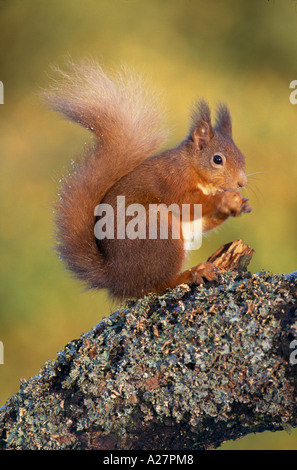 Scoiattolo rosso su ALDER fronda Foto Stock