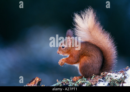 Scoiattolo rosso con coda sollevata sul ALDER fronda Foto Stock