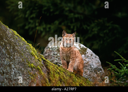 I GIOVANI EUROPEI LYNX seduto tra rocce a bordo del bosco di abete rosso Foto Stock