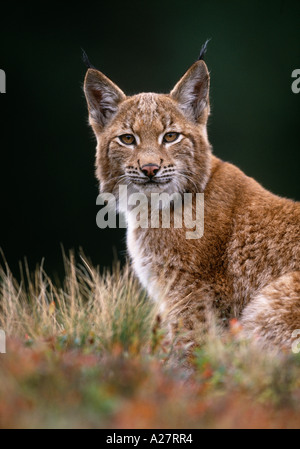 I GIOVANI EUROPEI LYNX seduto tra piante di mirtillo europeo Foto Stock