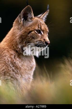 I GIOVANI EUROPEI LYNX seduto tra l'ERBA Foto Stock