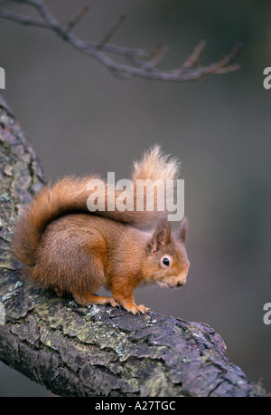 Scoiattolo rosso su ALDER fronda Foto Stock