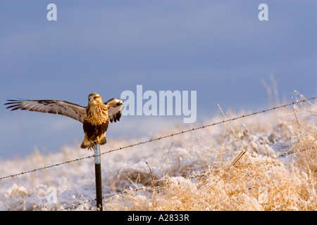 Hawk con ala allungata Foto Stock