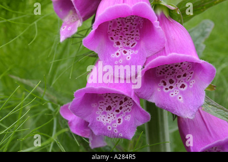 Foxglove fiori close up nome botanico Digitalis purpurea Foto Stock