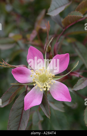 Rose Rosa glauca noto anche come Rosa rubrifolia Foto Stock