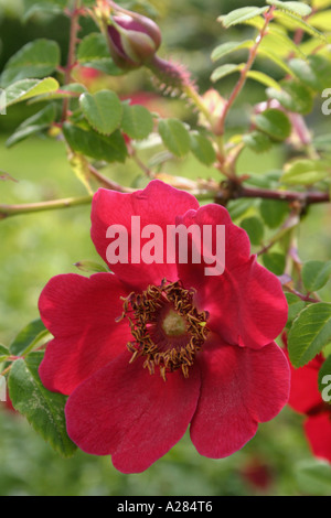 Rosso singolo fiore di rose rosa moyesii Geranium close up Foto Stock