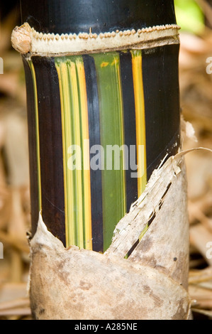 Culm di Bambusa lako, Timor nero, mostrando la variegatura, crema verde e nero. DSC 7906 Foto Stock