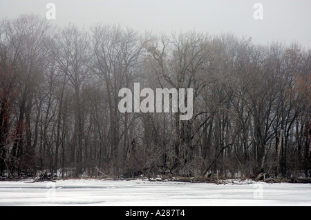 View of winter trees Foto Stock