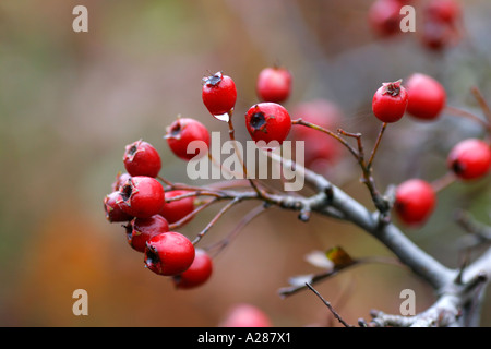 Frutti rossi o di bacche di Thorn Tree Crataegus monogyna Foto Stock