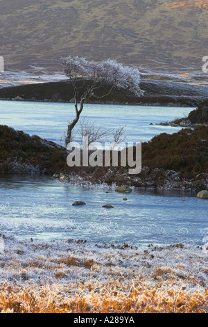 Lone Tree, tramonto in inverno sul Lochan na h-Achlaise Rannoch Moor Scotland Regno Unito Foto Stock