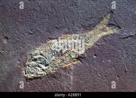 Fossile dei pesci Foto Stock