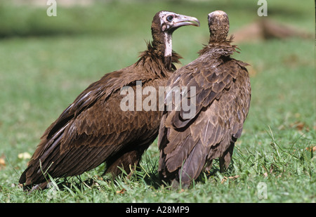 Incappucciati avvoltoi Necrosyrtes monachus in appoggio sul prato in Hotel Garden Foto Stock