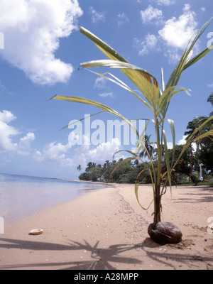La noce di cocco germinando sulla spiaggia tropicale, Pangaimotu Island, Tongatapu, Regno di Tonga Foto Stock
