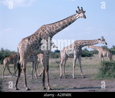 Le giraffe nel bush, Chobe National Park - Chobe, Repubblica del Botswana Foto Stock