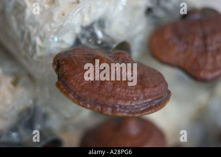 Close up lingzhi Ganoderma lucidum medicina tradizionale da Cina e Giappone re di erbe Foto Stock