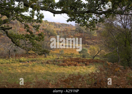 Oak & bosco di betulle, Leacan Dubha, vicino a Loch Spelve, Isle of Mull, Argyll, Scozia Foto Stock