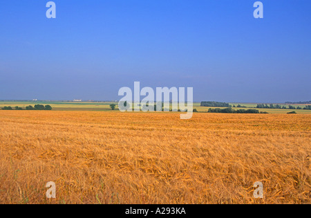 Summer View su colture di cereali verso la strada di ciottoli e il Mare del Nord, Suffolk, Inghilterra Foto Stock