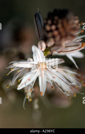 Fiori Selvatici di Cipro. Asphodelus Alba Foto Stock