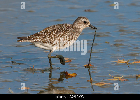 Plover grigio con vite senza fine Foto Stock