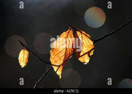 Ultime foglie Foto Stock