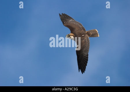 Falco Pellegrino Foto Stock