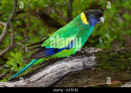 Ventotto Parrot Foto Stock