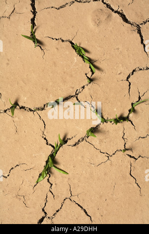 Asciutto terra incrinato con erba la germogliazione Foto Stock