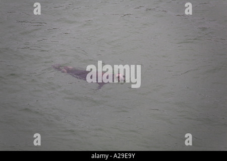 Guarnizione grigio halychoerus grypus nuoto in St Ives Harbour Cornovaglia Foto Stock