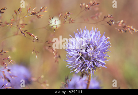 Close-up di pecore bit Jasione montana fiore Foto Stock