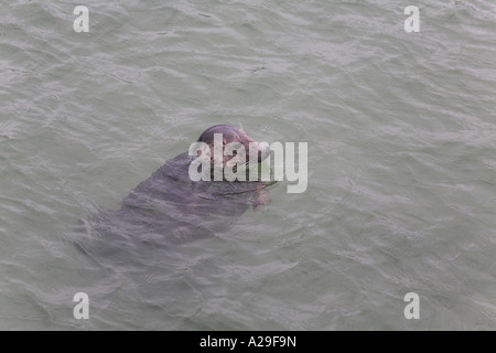 Guarnizione grigio halychoerus grypus colpo alla testa di nuoto in St Ives Harbour Cornovaglia Foto Stock