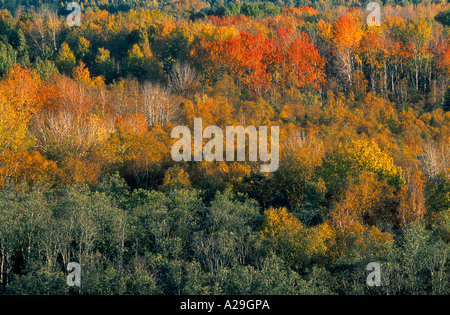 Vista aerea del Bosco in autunno Foto Stock