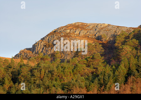 Semi-bosco naturale crescente sul lato montagna Foto Stock