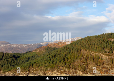 Foresta industriale crescente sul lato montagna Foto Stock