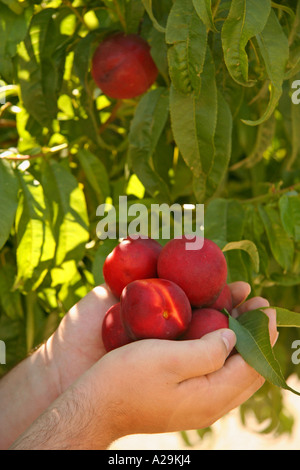 La raccolta delle nettarine Foto Stock