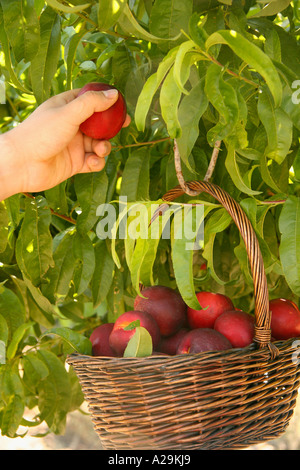 La raccolta delle nettarine Foto Stock