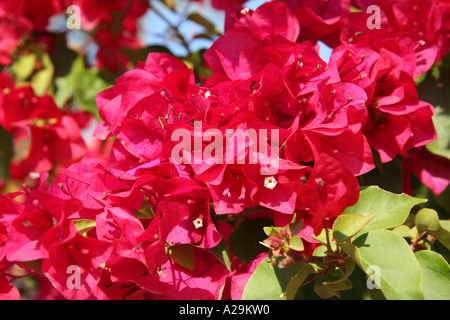 Fiori di Bouganvillea Foto Stock
