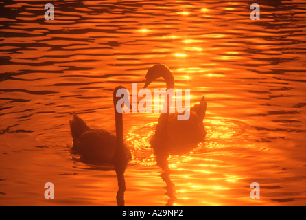 Cigni (Cygnus olor) Foto Stock