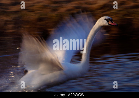 Swan volare sull'acqua, dinamico Foto Stock