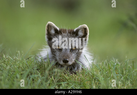 Arctic Fox (Vulpes lagopus), Captive, Wildwood Trust, Kent, Regno Unito Foto Stock