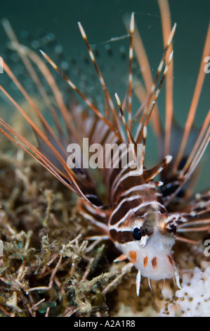 Leone Spotfin, Pterois antennata. In appoggio sulla barriera corallina. Foto Stock