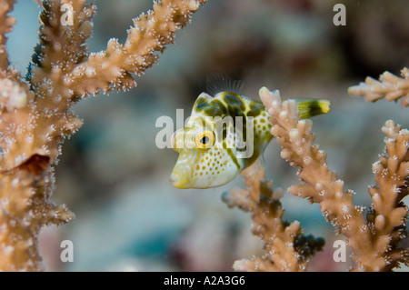 Un teenager imitano filefish, Paraluteres prionurus, che assomiglia al tossico sellati toby. Abai, Biak, Papua occidentale, in Indonesia. Foto Stock