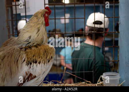 La Rooster in gabbia a guardare gli spettatori passano da Foto Stock