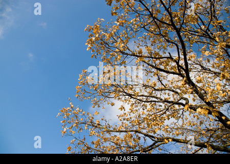 Autunno Foto Stock