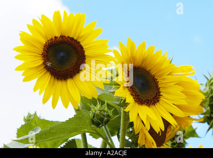 Girasoli in Francia Foto Stock