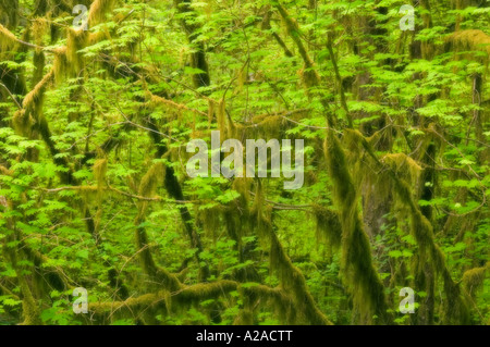 Il Parco nazionale di Olympic, Washington, foreste pluviali temperate, Hoh River Valley Vine maple (Acer circinatum) soft focus Foto Stock